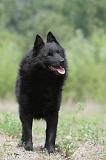 SCHIPPERKE 544